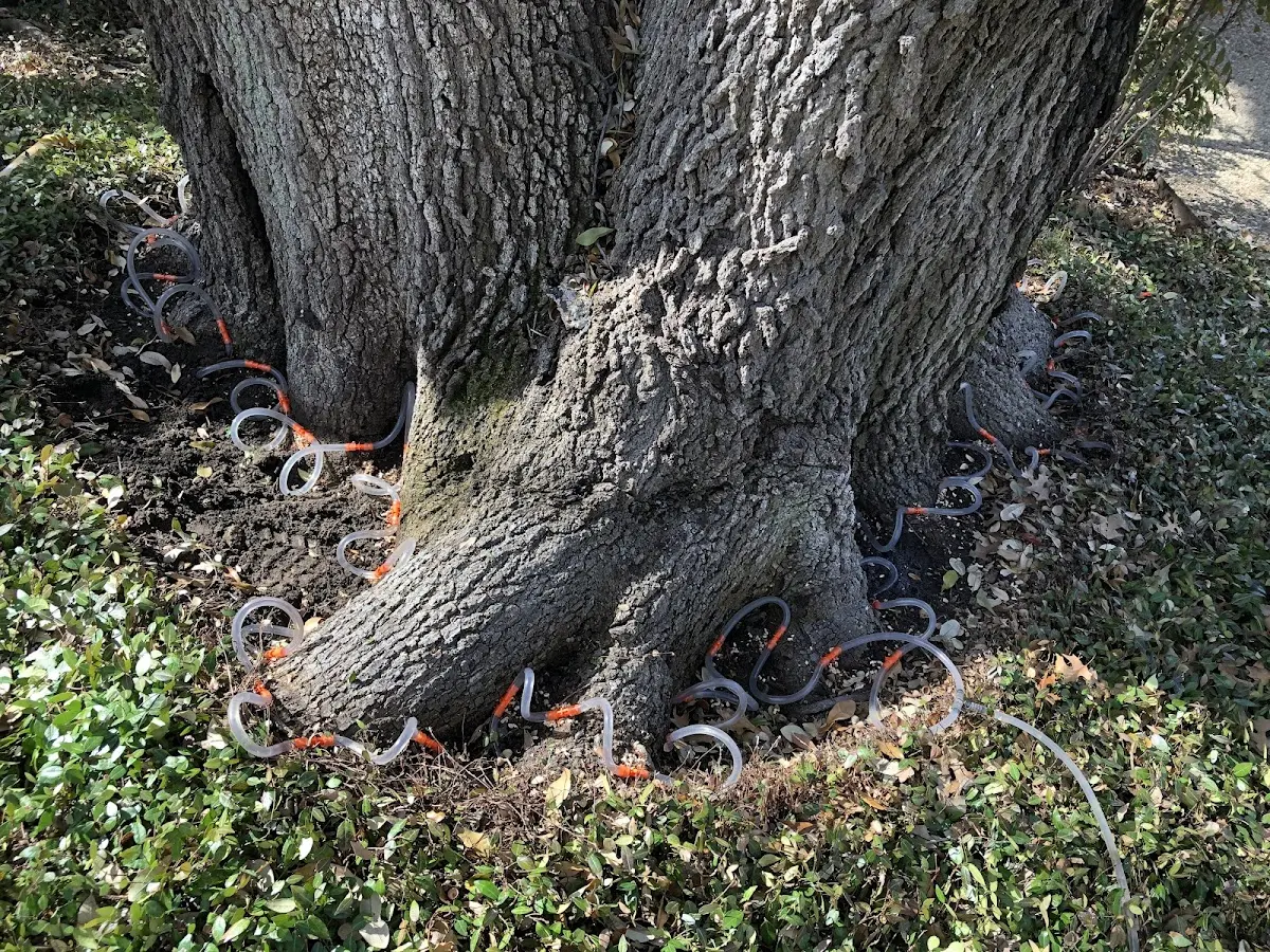 Detailed Tree Cabling and Bracing job site in Casselberry